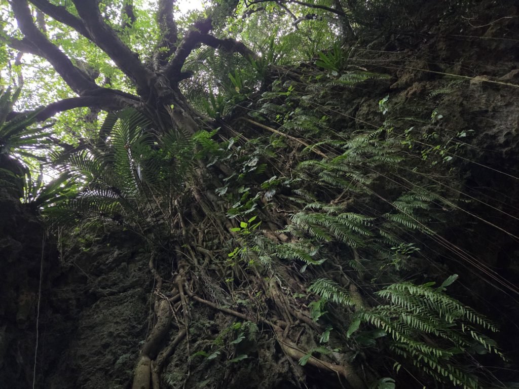 石垣島のもじゃもじゃした植物の写真