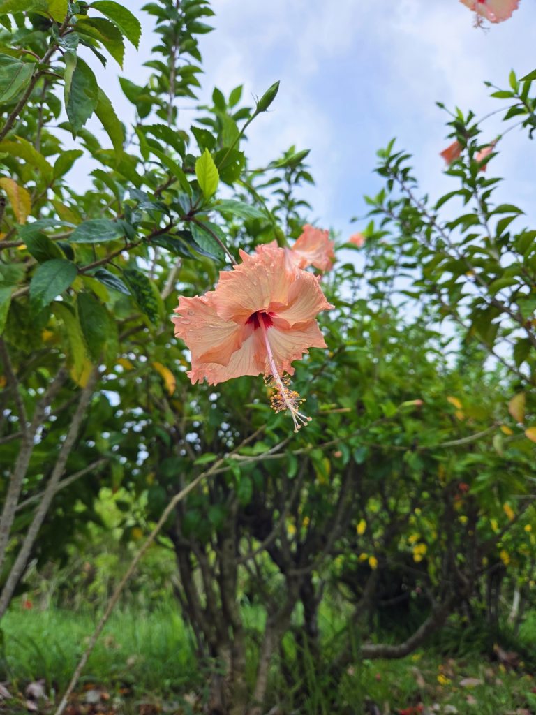 石垣島で撮った背景が青空ののハイビスカスの写真